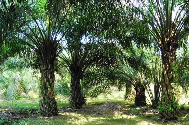Mahkamah Agung Tolak Pengembalian Ribuan Hektar Kebun Sawit di Riau