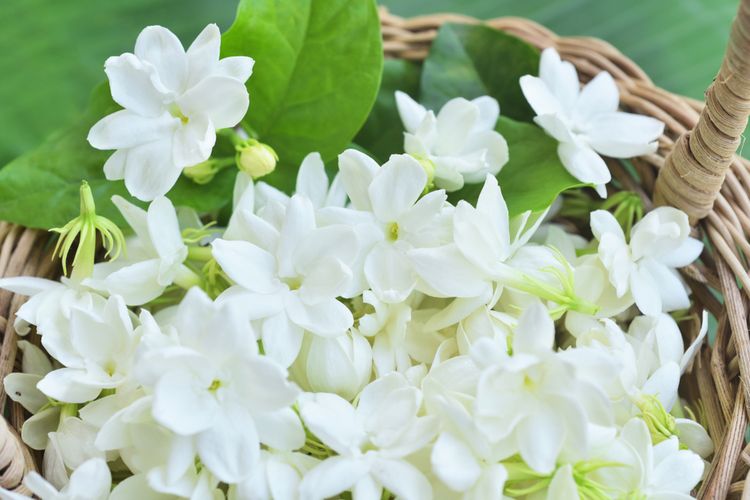 Percantik Rumah dengan Tanaman Bunga Melati