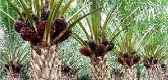 Turun atau Naik? Cek Harga Sawit Pekan Ini