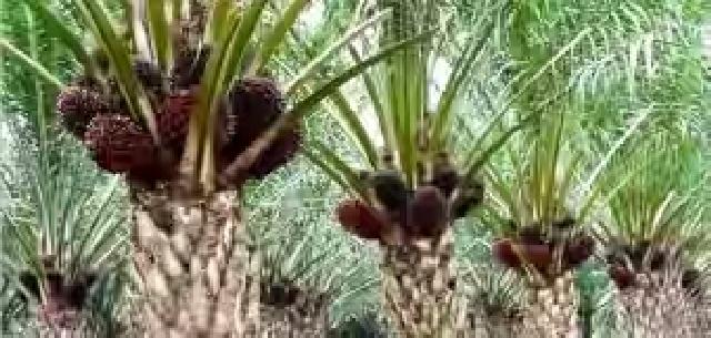 Kabid Pertanian dan Perkebunan: Tidak Ada Istilah Sawit Trek Jika Manajemen Usaha Tani Diterapkan