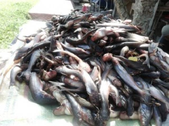 Ikan Juaro Kini Sulit Ditemukan di Sungai Siak