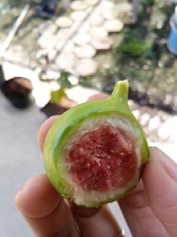 Wah, Buah Surgawi Ini Manfaatnya Luar Biasa