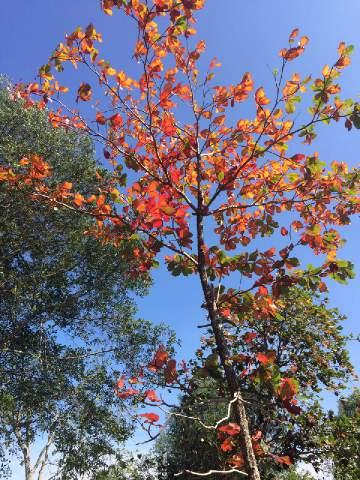 Pantai Solop Makin Membahana dengan Ditemukan Fenomena Ketapang Merona