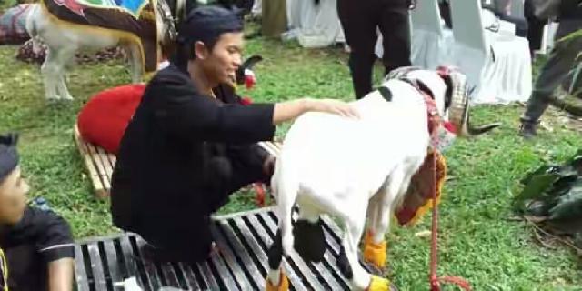 Sebelum Kontes, Domba Diolesi 