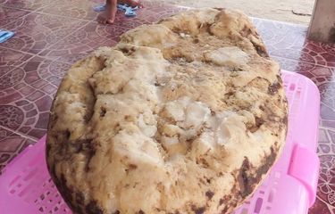 Muntahan Paus Senilai Miliaran Rupiah Sudah 3 Kali Ditemukan di Pantai Thailand