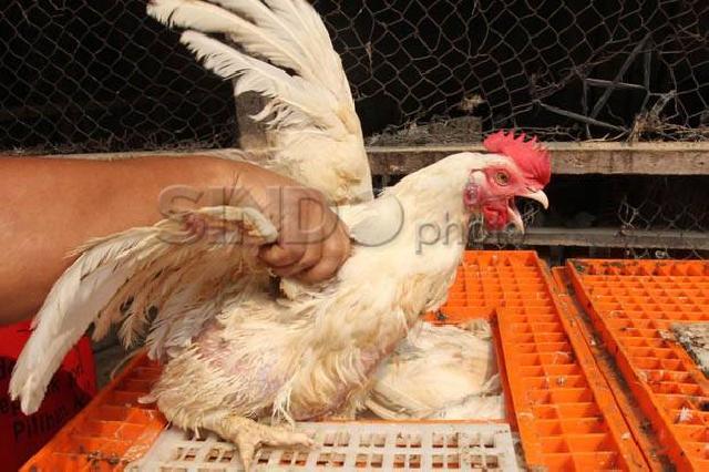 Ratusan Ekor Ayam di Lampung Mati Mendadak