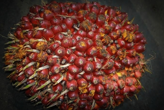 Ini Harga TBS Sepekan Kedepan