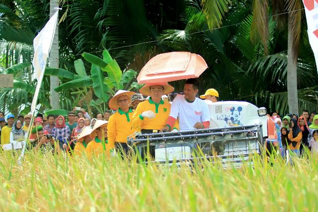 Opsus Pajalai, Bupati Inhil Ikuti Panen Raya Padi Di Keritang