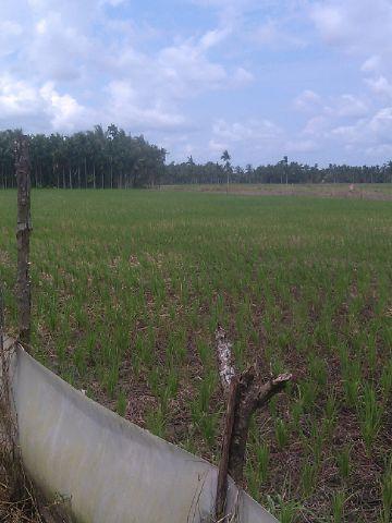 Musim Tanam Padi, Masyarakat Harap Perhatian Pemerintah Daerah