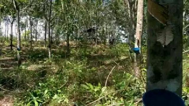 Sekian Lama Anjlok, Akhirnya Harga Karet Merangkak Naik