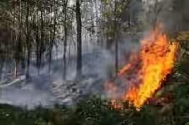 Fatwa MUI, Bakar Lahan di Riau Haram
