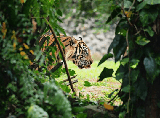 Seorang Pria di Inhil Tewas Diterkam, Harimau Diduga Mempertahankan Daerah Teritorialnya