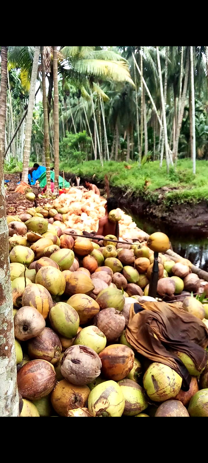 Petani Kelapa Dibuat Resah Dengan Nilai Jualnya