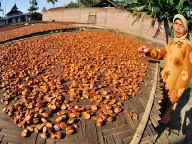 Petani Resah, Harga Jual Pinang Anjlok 