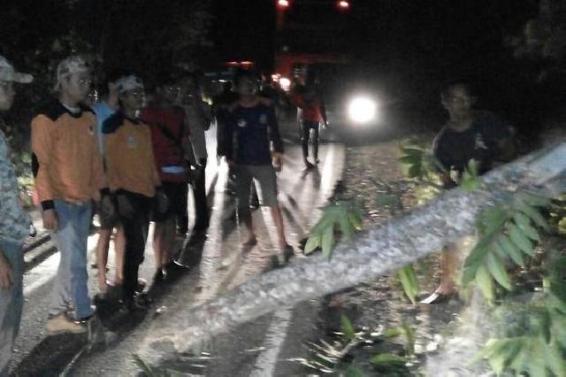 Pohon Tumbang, Arus Lalin dari Enrekang-Makassar Terganggu