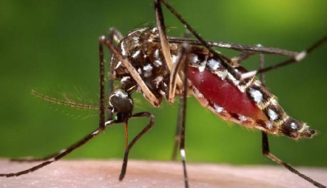 Kemenkes Sebut Belum Ada WNI Terpapar Virus Zika
