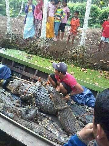 Warga Kecamatan Belengkong Tangkap 40 Ekor Buaya
