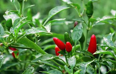 8 Tips Menanam Cabai Rawit agar Hasil Melimpah