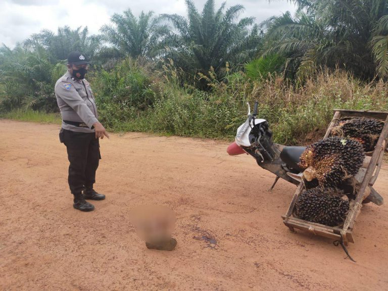 Curi Sawit, Kaki Warga Rohil Ditebas Hingga Putus