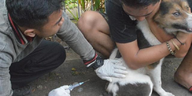 Cegah Rabies, Pemkot Pontianak Beri Vaksin Gratis