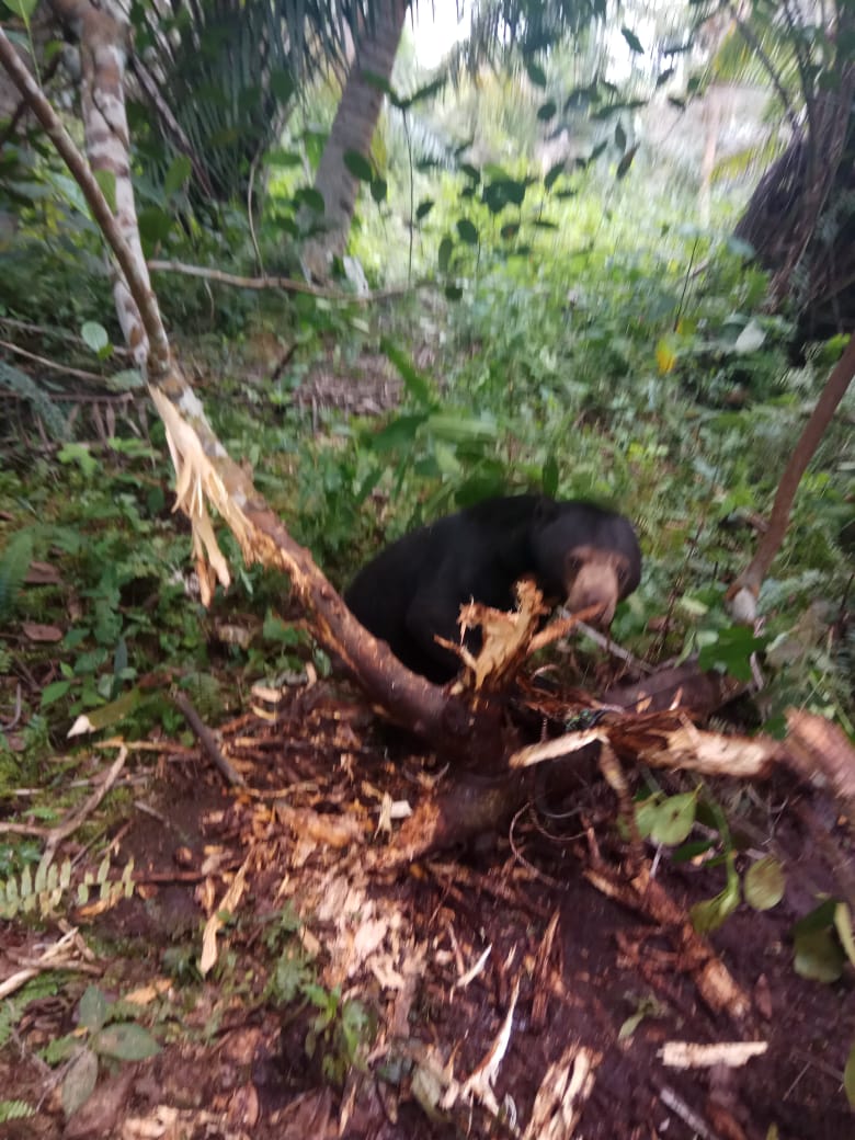 Belum Dievakuasi, Beruang Madu Di Inhil Masih Terperangkap Jerat Babi