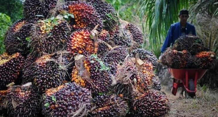 Sempat Turun Sedikit, Pekan Ini Harga TBS Sawit di Riau Naik Lagi