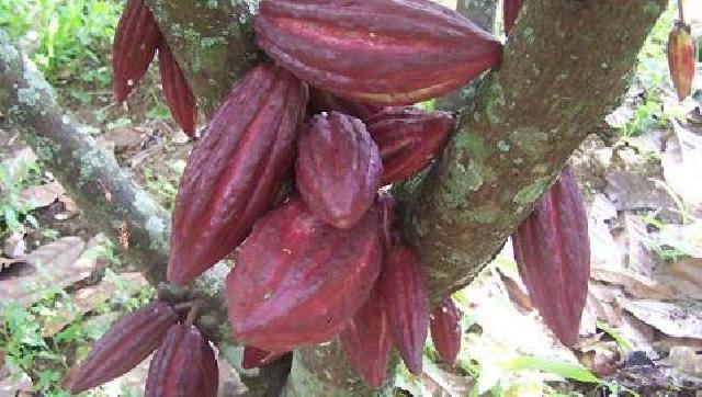 Petani di Galus Sumringah, Harga Kakao Tembus Rp 32 Ribu Per Kilogram
