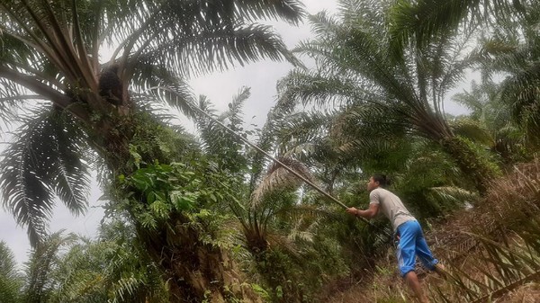 Harga TBS Sawit di Riau Tertinggi dalam Sejarah, Petani Semringah