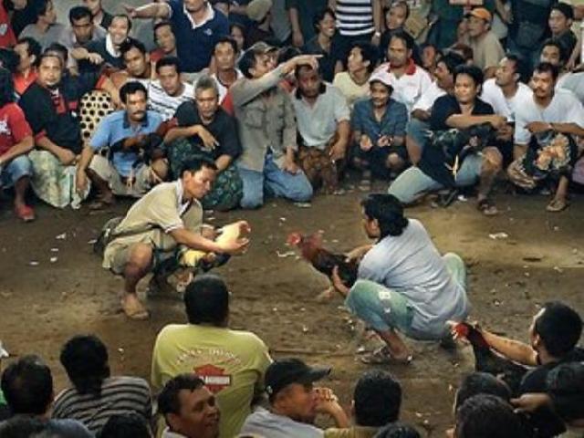 Polisi Gerebek Kompleks Perjudian Sabung Ayam