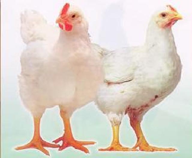 Waduh Harga Ayam Potong di Inhil Capai Rp 80.000 Sekilo