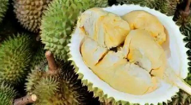 Singapura Nyatakan Buah Durian Haram?
