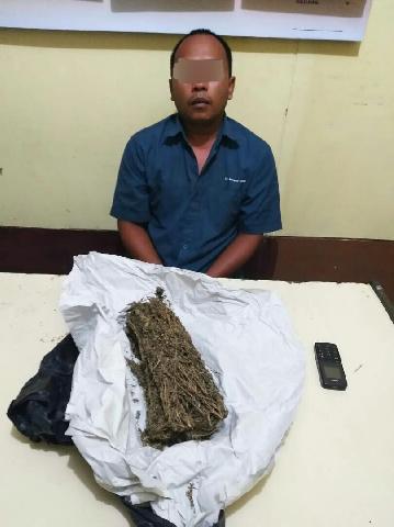 Warga Tembilahan Dibekuk Sedang Transaksi Ganja di Kecamatan Gaung