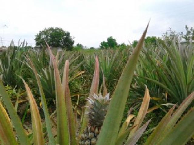 Budidaya Tanaman Nanas, Buah Khas Kota Bertuah