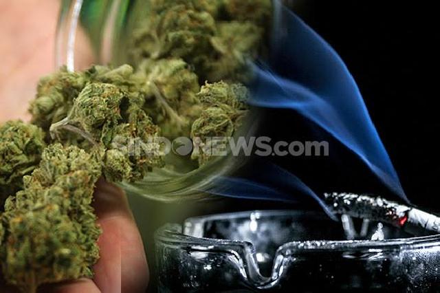 Ladang Ganja Ditemukan di Zona Merah Gunung Sinabung