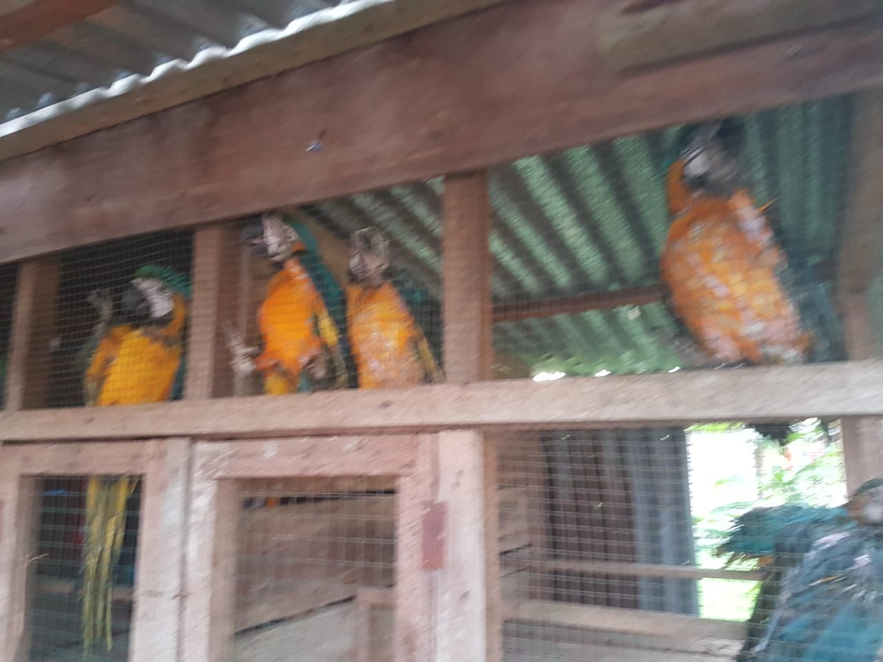 Polres Inhil Amankan 141 Ekor Burung Kakak Tua