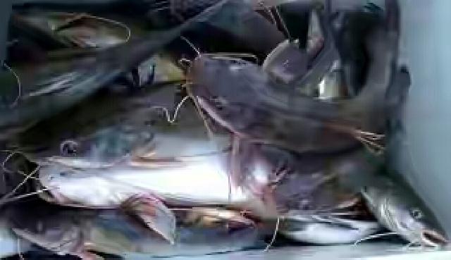 Diprediksi Sampai Akhir Tahun, Harga Ikan Sungai Masih Tinggi