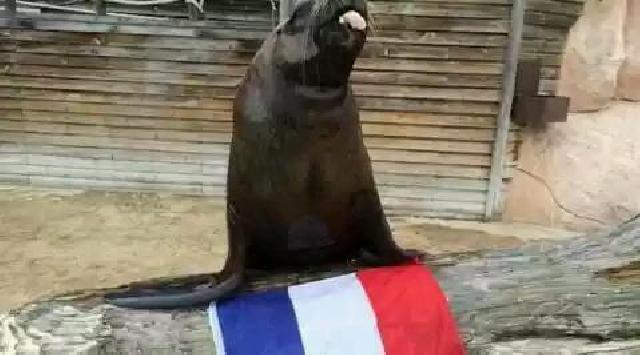 Ini Hewan Peramal Piala Eropa 2016