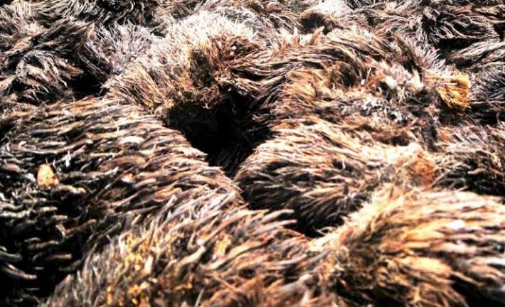 Indonesia Bikin Layar Ponsel dari Limbah Sawit