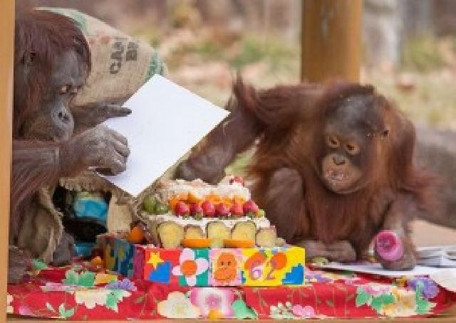 Orang Hutan Rayakan ulang tahun yang ke- 63