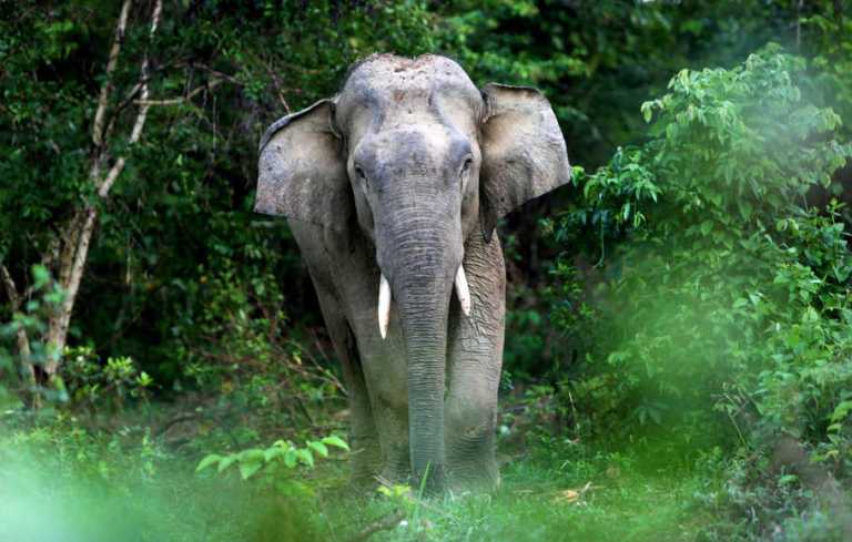 Ini Kronologi Gajah Jambi Serang Warga di Inhil