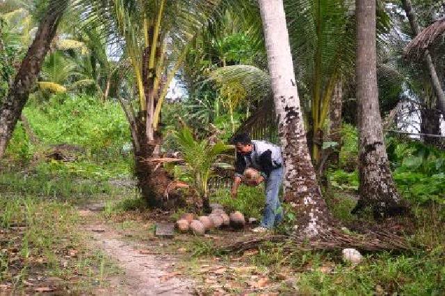 Petani di Inhil Lapor Polisi Gara-gara Buah Kelapanya....