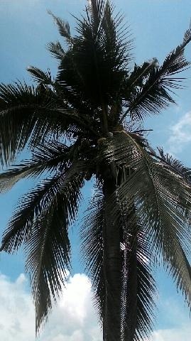 Harga Kelapa di Inhil ini Dinilai Belum Bisa Sejahterakan Petani