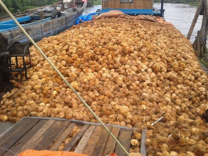 Nilai Jual Buah Kelapa di Inhil Semakin Memprihatinkan