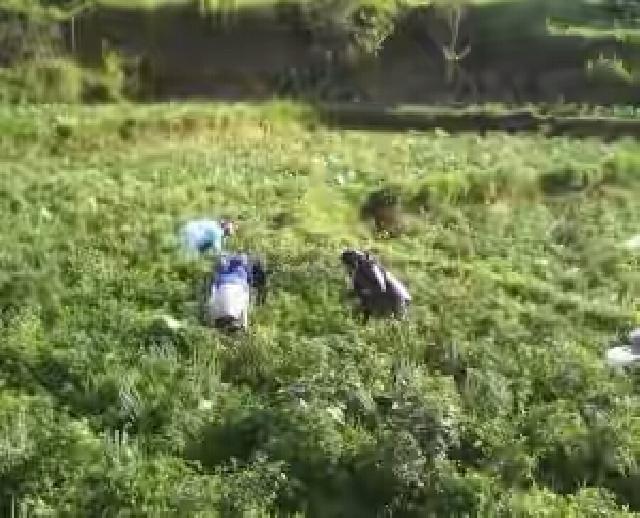 Cuaca Ekstrim Pengaruhi Harga Cabai Merah di Pasaran