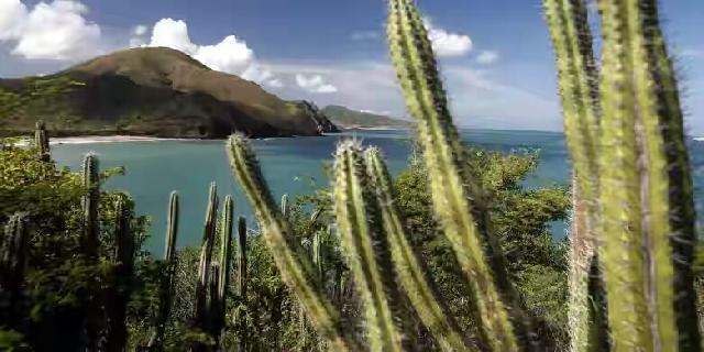 Kandungan Air Kaktus Berkhasiat untuk Kesehatan