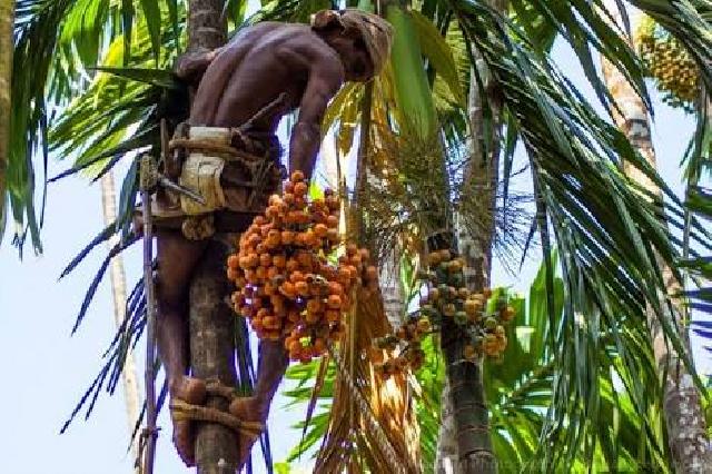 Waduh, Harga Jual Biji Pinang Di Inhil Turun Drastis