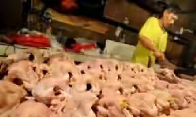 Ini Dugaan Kuat Kenapa Harga Ayam Potong Melambung Tinggi di Riau