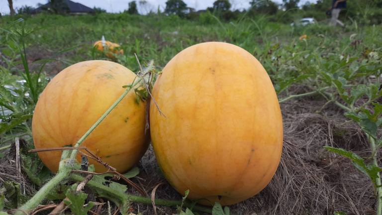 Lahan di Zona Merah, Masyarakat Tak Bisa Dapat Bantuan Pemerintah