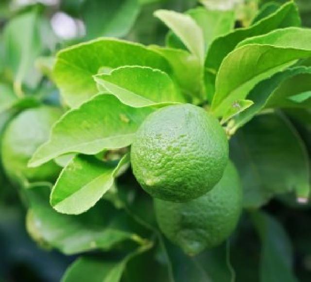 Harga Jeruk Nipis Anjlok Sejak Awal Tahun