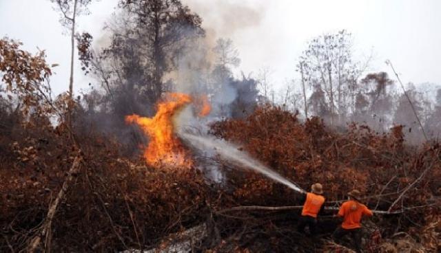 Waduh, 760 Hektare Lahan Gambut Riau Terbakar, Ini Datanya